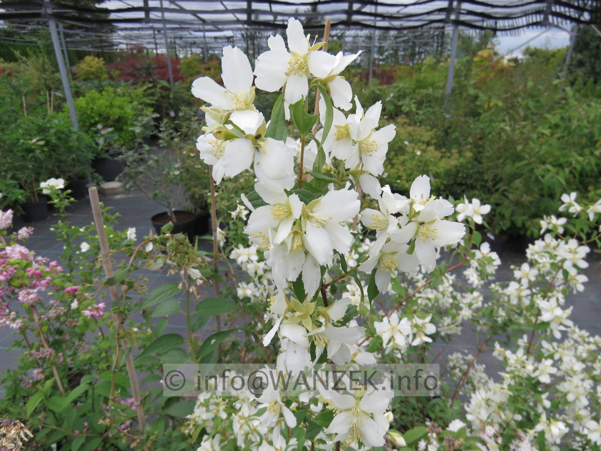 Philadelphus Dame Blanche 002.JPG
